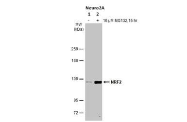 Anti-NRF2 antibody [HL1021] - BSA and Azide free(ab313825)