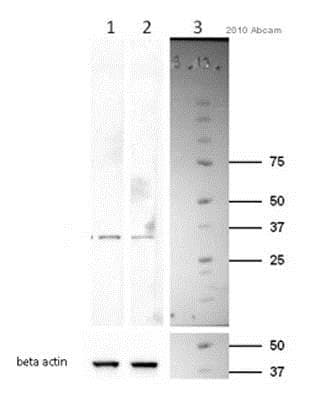 Anti-Cyclin D1 antibody [SP4](AB16663)