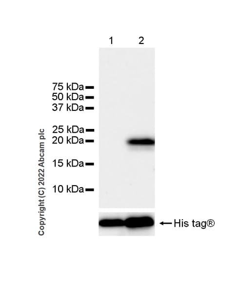 Goat Anti-Rabbit IgG H&L (HRP)(AB97051)