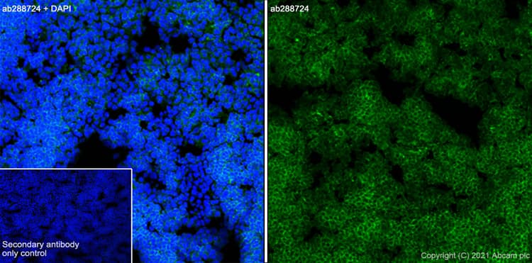 Anti-CD4 antibody [RM1013](AB288724)