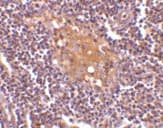 Cd5l Ct 2 Antibody Ab45406  Immunohistochemistry Formalin Pfa Fixed Paraffin Embedded Sections Img55389