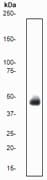 Epcam Antibody E144 Bsa And Azide Free Ab183178  Western Blot Img86100