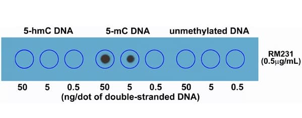 Anti-5-methylcytosine (5-mC) antibody [RM231](AB214727)