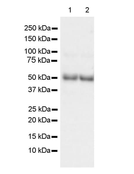 Anti-mouse IgG for IP (HRP)(AB131368)