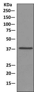 Anti-PCBP1 antibody [EPR11049(B)]