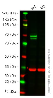 Human STAT1 knockout HeLa cell line(AB255346)