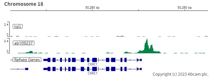 Anti-YY1 antibody [EPR4652] - BSA and Azide free(AB232573)