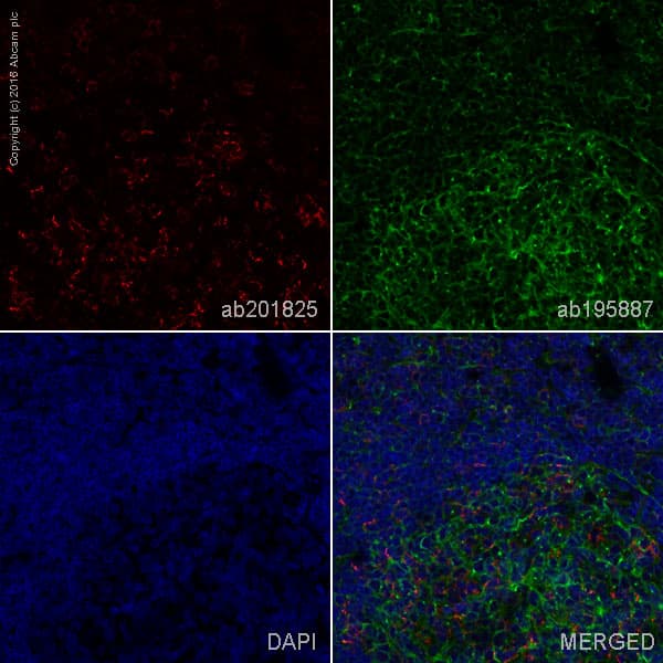 Anti-PD1 antibody [EPR4877(2)] - BSA and Azide free(AB186928)