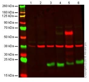 Anti-CD3 epsilon antibody [SP7] - BSA and Azide free(AB205228)