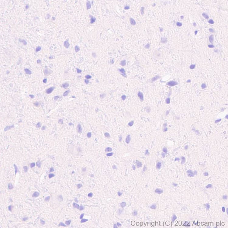 Anti-SLC7A5/LAT1 antibody [EPR26260-66] - BSA and Azide free(AB305252)