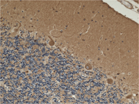 Anti-HADHA + HADHB antibody [4A8BG12](AB110302)