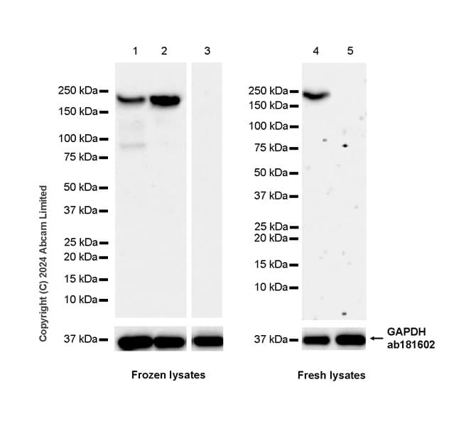 Anti-Nogo A + Nogo D antibody [EPR26286-15] - BSA and Azide free(AB318265)