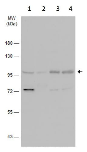 Anti-Gephyrin antibody(AB228674)