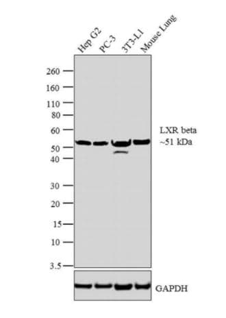 Anti-LXR beta/NER antibody(AB28479)
