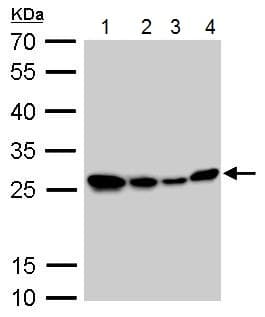 Hmgb1 Antibody N Terminal Ab228624  Western Blot Img120064
