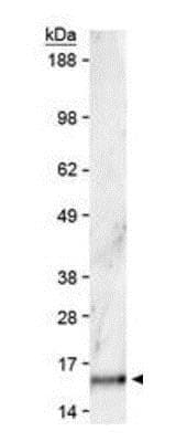 Histone H3 Di Methyl K36 Antibody Ab272158  Western Blot Img105628
