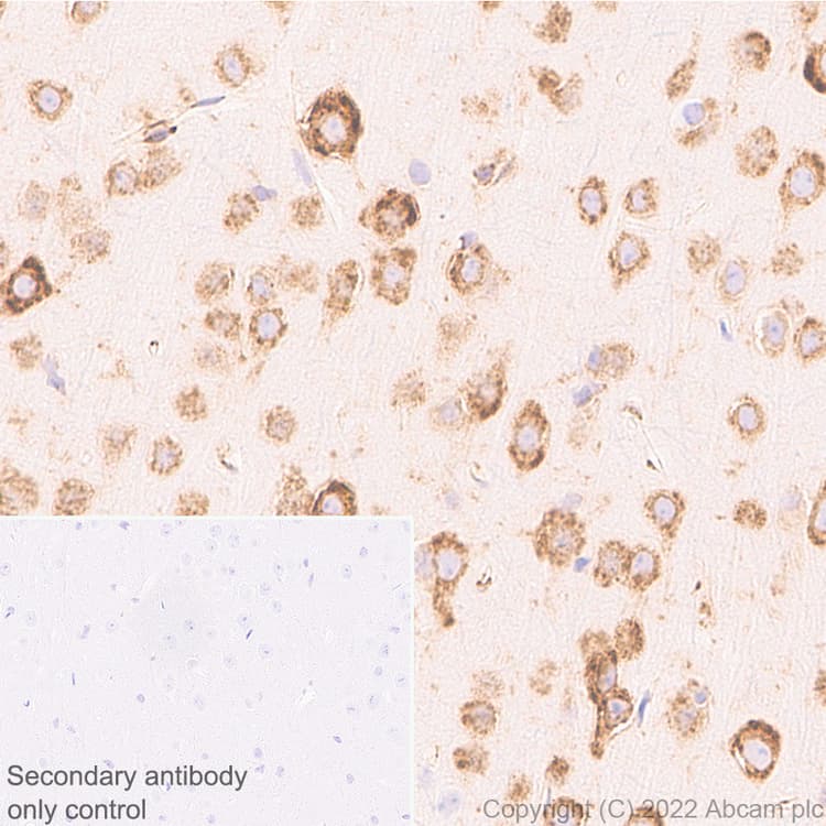 Anti-CKAP4 antibody [EPR25713-62] (BSA and Azide free)(AB302540)