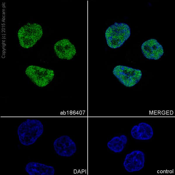 Anti-POLD1 antibody [EPR15118](AB186407)