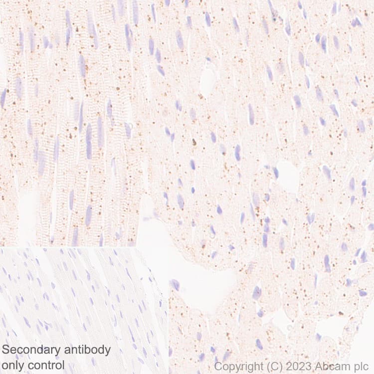 Fyco1 Antibody Epr28361 79 Bsa And Azide Free Ab316013  Immunohistochemistry Formalin Pfa Fixed Paraffin Embedded Sections Img426123