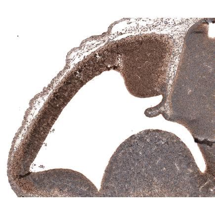 Anti-Emx1 antibody(AB224343)