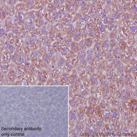 Anti-Mannan Binding Lectin/MBL antibody [EPR18381-156] - BSA and Azide free(AB232251)
