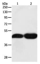 Tekt1 Antibody Ab182777  Western Blot Img56180