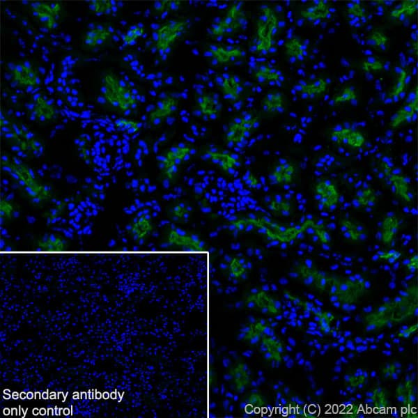 Anti-Sodium/Hydrogen Exchanger 3/NHE-3 antibody [EPR26951-3] - BSA and Azide free(AB307366)