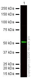 Anti-Tubulin antibody [YL1/2] - Loading Control(AB6160)