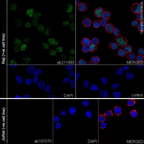 Anti-MEF2C antibody [EPR19089-202] - BSA and Azide free(AB231859)