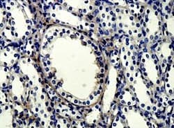 Anti-APLP2 antibody(AB128603)