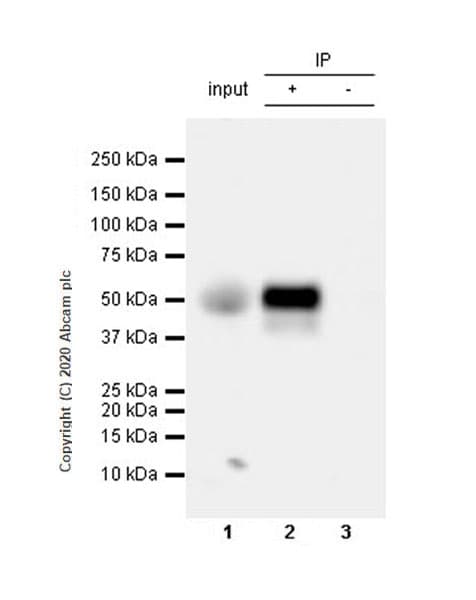 Anti-NPTX2 antibody [EPR24020-38] - BSA and Azide free(AB277533)