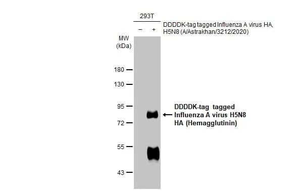 Avian Influenza A Virus H5n8 Ha Hemagglutinin Antibody Hl1550 Ab308170  Western Blot Img407065