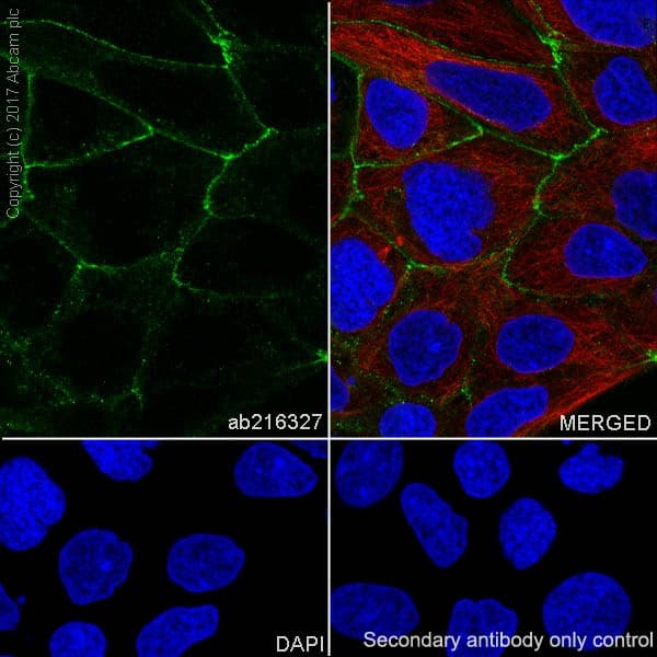 Anti-Occludin antibody [EPR20992](AB216327)