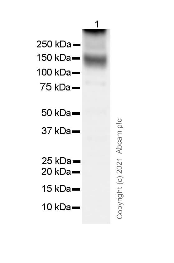 Anti-KCC2 antibody [EPR24203-85](AB259969)