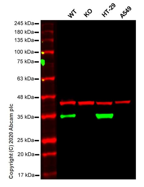 Anti-MTAP antibody [EPR22570-76](ab254265)