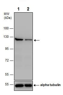Anti-PARP1 antibody(AB227244)
