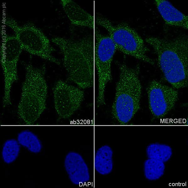 Erk2 Antibody E460 Bsa And Azide Free Ab214170  Immunocytochemistry Immunofluorescence Img42997