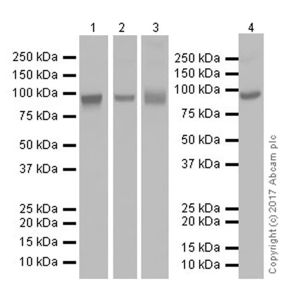 Anti-Transferrin Receptor antibody [EPR20584](AB214039)