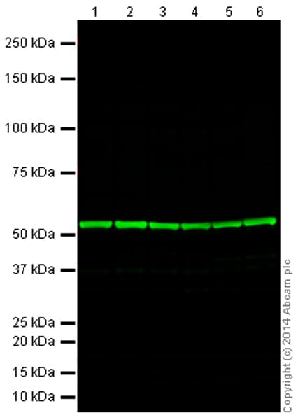 Anti-alpha Tubulin antibody [EP1332Y] - Microtubule Marker(AB52866)