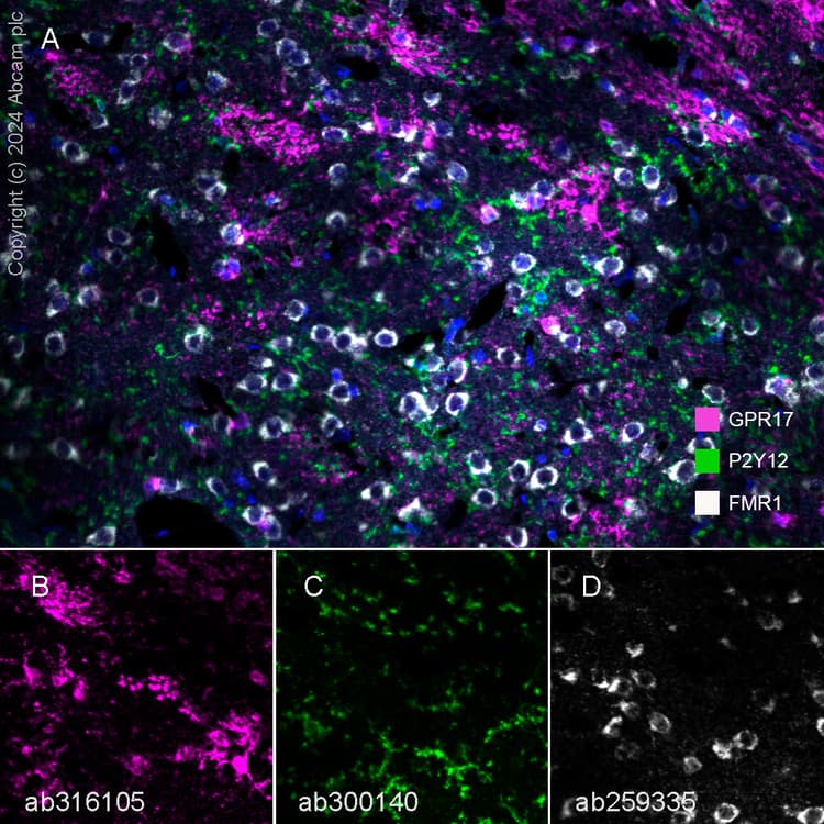 Anti-FMRP antibody [EPR23852-90] - BSA and Azide free(AB277489)
