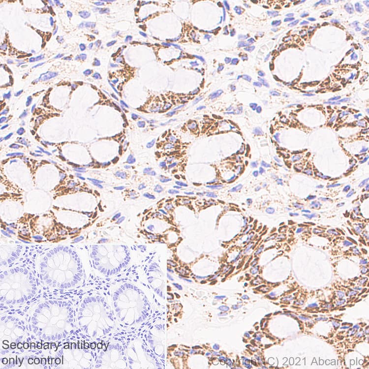 Anti-LRPPRC/GP130 antibody [EPR24052-38](AB259927)