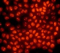 Anti-p63 antibody [Y289] - BSA and Azide free(AB247245)