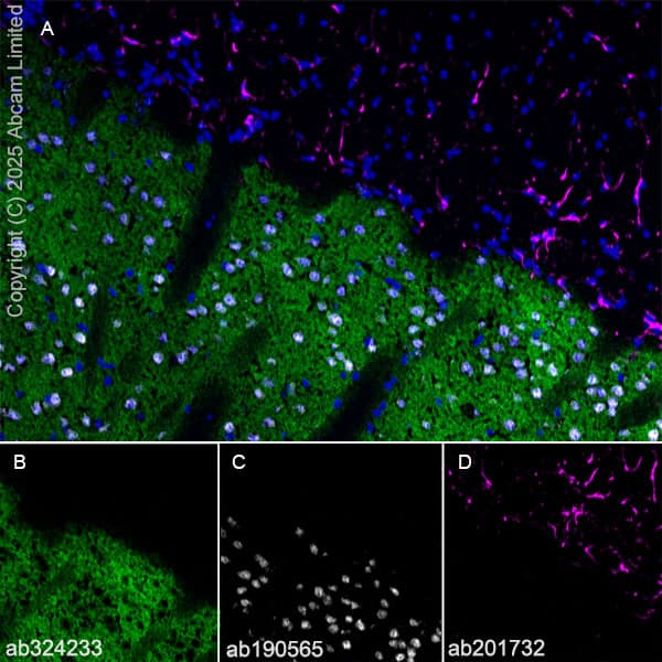 Alexa Fluor® 647 Anti-NeuN antibody [EPR12763] - Neuronal Marker(AB190565)