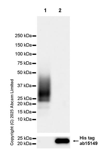 Anti-6X His tag® antibody [AD1.1.10](AB15149)