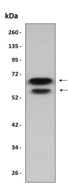 Ab204777  Western Blot Img87350