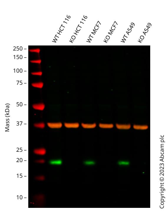 Anti-p21 antibody [CIP1/823](AB220206)