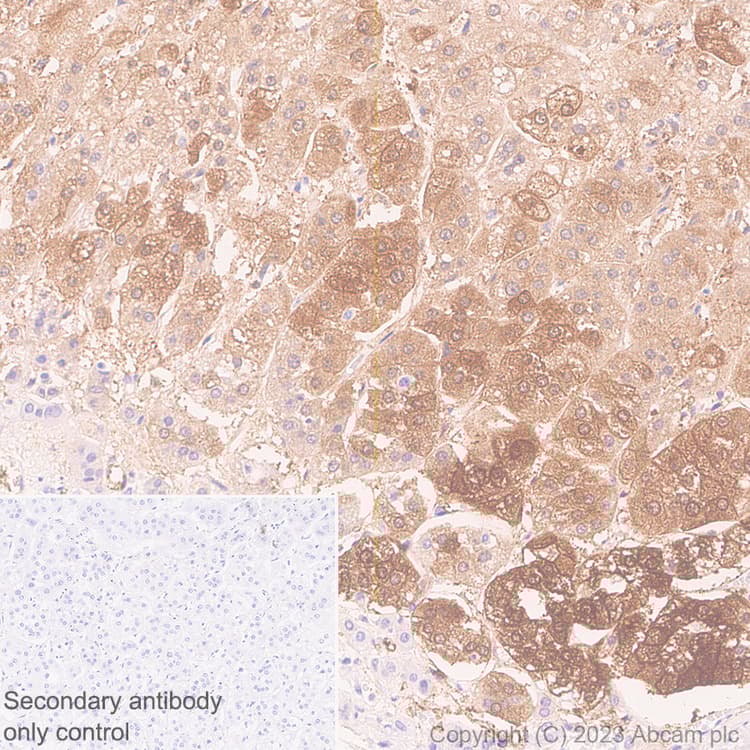 Anti-Aldose reductase antibody [EPR28780-7] - BSA and Azide free(AB316017)