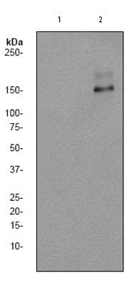 Anti-PLCG 2 (phospho Y1197) antibody [EP1405Y](ab75970)