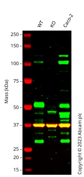 Anti-E Cadherin antibody [4A2](AB231303)