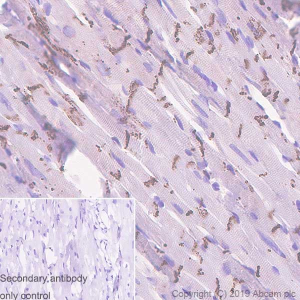 Anti-Connexin 43 / GJA1 antibody [EPR22955-101] - Intercellular Junction Marker(AB235585)